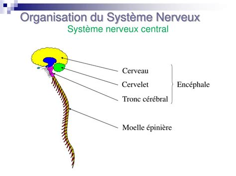 PPT ANATOMIE DU SYSTEME NERVEUX PowerPoint Presentation Free