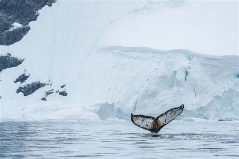 Antarctica Small Ship Expedition - Ice Tracks - Adventure Travel