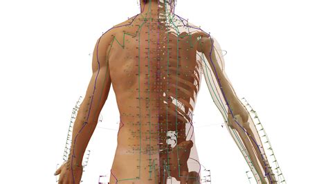 3D Acupuncture Naked Man 3D Model CGTrader