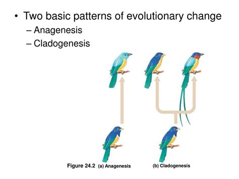 PPT - Mechanisms of Evolution PowerPoint Presentation, free download ...