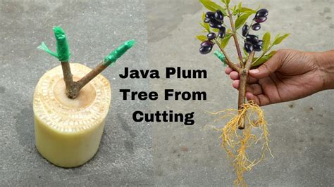 🔴how To Propagate Java Plum Tree From Cutting 🍇🍇 Youtube