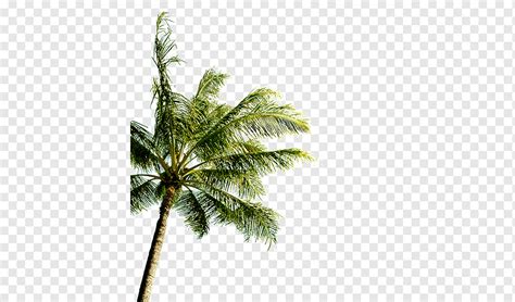 Tropical Palm Trees Tropical Arbor Tall Png PNGWing