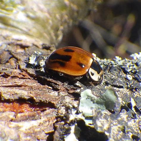 Types Of Ladybugs Pictures And Identification Guides