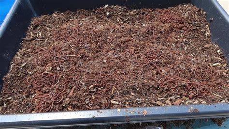 Red Wiggler Worm Bedding From Free Mulch YouTube