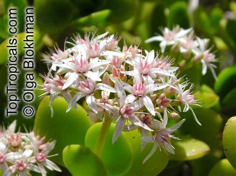 Crassula Ovata Crassula Argentea Crassula Portulacea Crassula