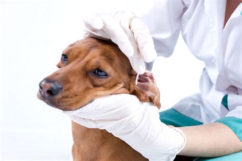 Otitis en perros Síntomas causas y tratamiento Barkibu ES