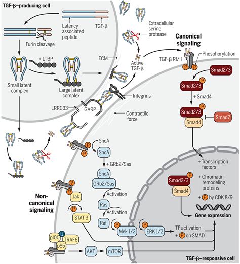 Transforming Growth Factor In Regulatory T Cell Biology Science