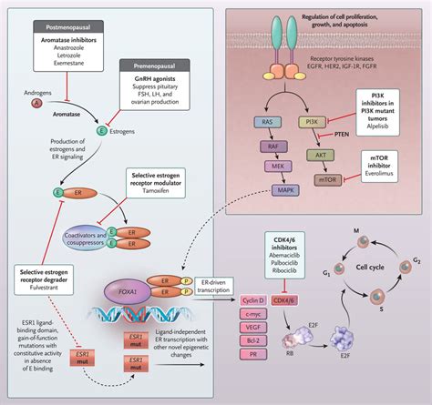 Systemic Therapy For Estrogen Receptorpositive Her2 Negative Breast