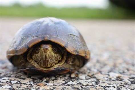 Eastern Mud Turtle Kinosternon Subrubrum North Florida Noah K