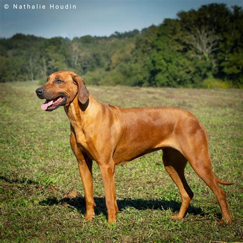 Viking Stamm Orlaloi Ans Chienne De Race Rhod Sian Ridgeback