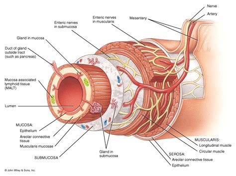 Structure Of Alimentary Canal