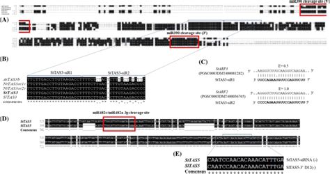 Genome Wide Transcriptome Analysis Reveals Small RNA Profiles Involved