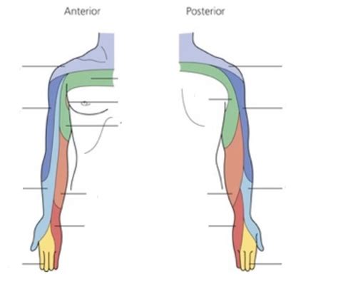 Upper Extremity Dermatomes Diagram | Quizlet