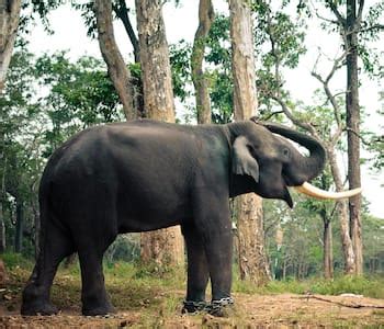 Nagarhole National Park One Of The Top Attractions In Coorg India