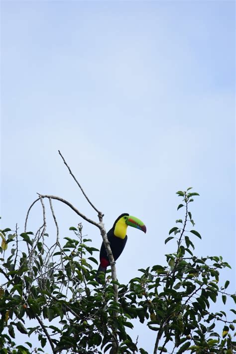 keel-billed toucan (Ramphastos sulfuratus) - ZooChat