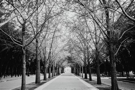 Tree Avenue In Beijing Photograph By Dennis Diatel Fine Art America