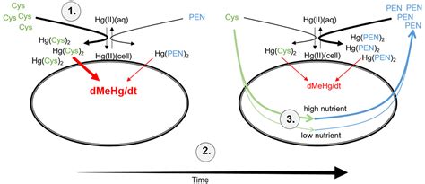 The Combined Effect Of Hgii Speciation Thiol Metabolism And Cell