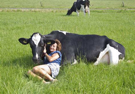 People Feeling Good By Hugging Cows Koe Knuffelen Trend Is Becoming