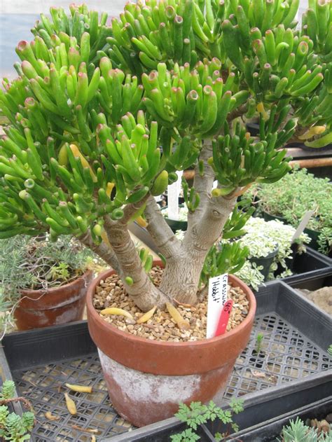 Crassula Ovata Hobbit Live Succulent 2 5 Inch Etsy