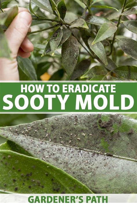 Stop Sooty Mold Fungus From Attacking Your Plants Gardener S Path