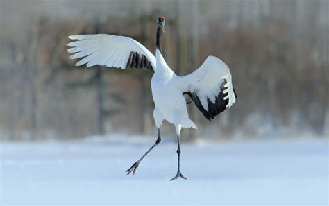 Birdwatching in Hokkaido - Regency Group Inc | Luxury Travel to Japan