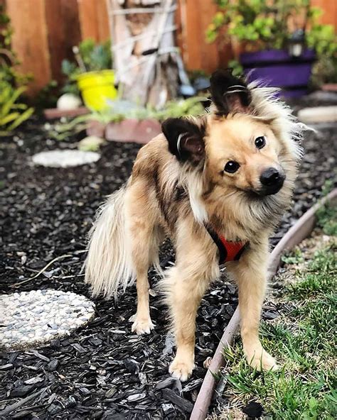 Golden Retriever Pomeranian Mix: Double Cuteness Attack