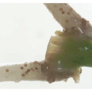 Rhizobia nodulation of A. crassicarpa's root. Arrows pointed the ...