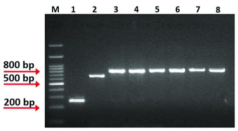 Multiplex Pcr Amplification Products Obtained From Species Specific