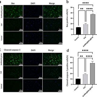 Expression Of Bax And Cleaved Caspase In Ovcar Cells Detected By