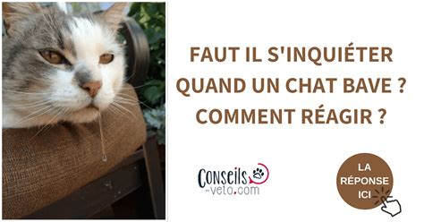 Pourquoi Mon Chat Bave Quand Je Le Caresse Automasites