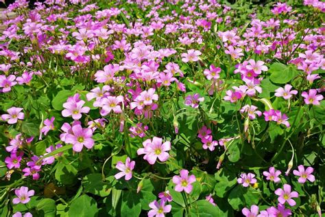 Pink Shamrock Flowers in Bloom Stock Image - Image of pink, bloom ...