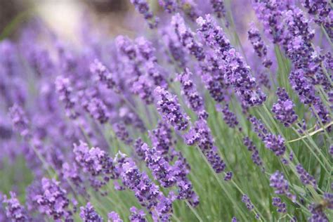 Lavandula Angustifolia Mill Lavanda Rasadnik Novi Sad Yuflor