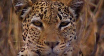 This Wild Compilation of Big Cats Hunting Prey Will Leave You in Awe - Wide Open Spaces