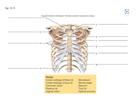 Ribs Diagram Quizlet