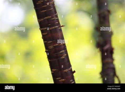 Abstract Of Colourful Bark Of A Himalayan Cherry Tree Prunus Rufa