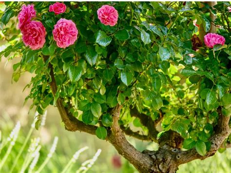 Making A Rose Topiary - DIY Topiary Rose Bush