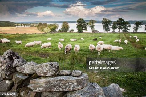 14 Lindome Stock Photos, High-Res Pictures, and Images - Getty Images
