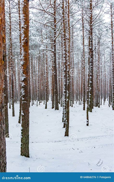 Snowy winter woods stock photo. Image of land, street - 64866276