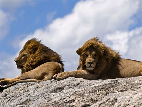 Los animales de la Sabana | Ask A Biologist