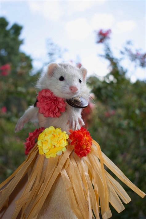 Best Ferret Halloween Costumes – The Modern Ferret