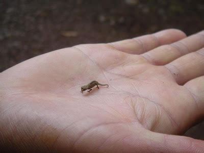 Worlds of Weird: World smallest chameleon