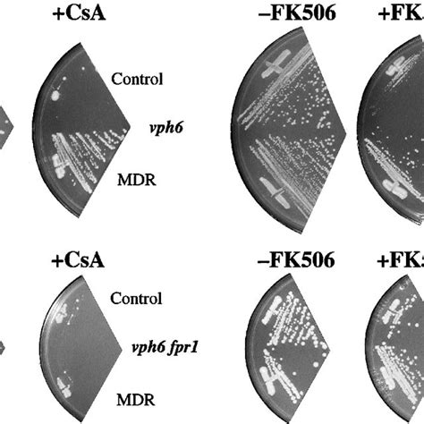 Pgp Mediated Dactinomycin Resistance In Erg6 Mutant Yeast Strains A