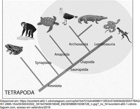 UDESC 2020 A Figura apresenta um cladograma do grupo dos Tetrápodes