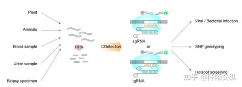 Crispr新型分子诊断技术 知乎