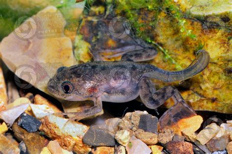 Xenopus Laevis African Clawed Frog Tadpole Metamorphosis