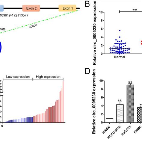 Relative Expression Of Circ In Cca Tissues And Cell Lines And