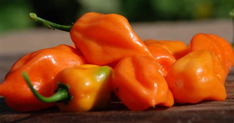 Questions Regarding Harvesting of Habanero Peppers | Blog | GrowJoy