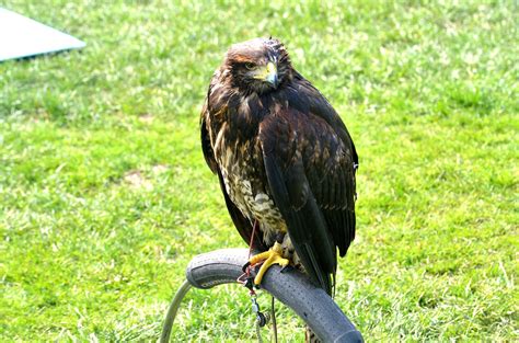 Hawk,bird of prey,wildlife,raptor,nature - free image from needpix.com