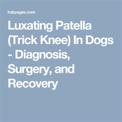 Luxating Patella Cat Recovery Time Aliza Downey