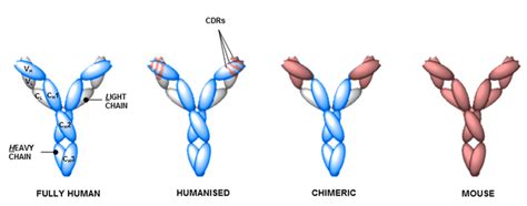 Humanized Monoclonal Antibody